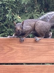 Sciurus carolinensis