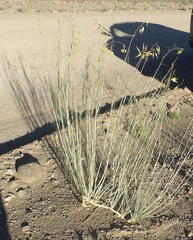 Gomphocarpus filiformis