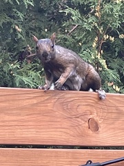 Sciurus carolinensis