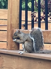 Sciurus carolinensis