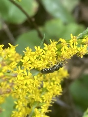Perdita octomaculata