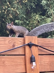 Sciurus carolinensis