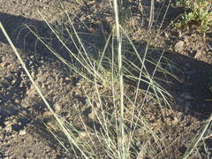Gomphocarpus filiformis