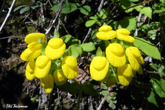 Calceolaria dentata