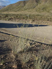 Gomphocarpus filiformis