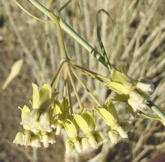 Gomphocarpus filiformis