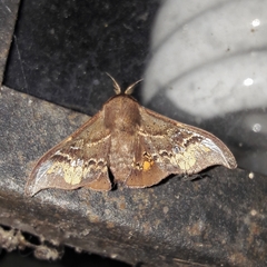 Adalgisa stellifera