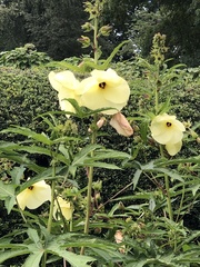Abelmoschus manihot