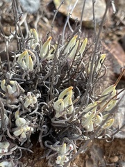 Dudleya attenuata attenuata