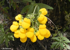 Calceolaria integrifolia