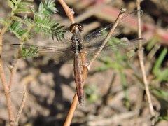 Erythrodiplax basifusca