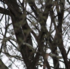 Dendroaspis polylepis