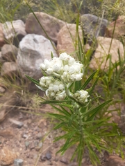 Pseudognaphalium leucocephalum