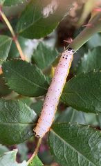 Pyrrhia exprimens