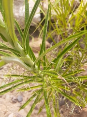 Pseudognaphalium leucocephalum