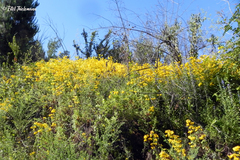 Calceolaria integrifolia