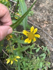 Bidens beckii