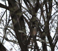 Dendroaspis polylepis