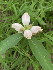 Chelone glabra