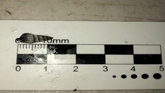 Mathilda barbadensis