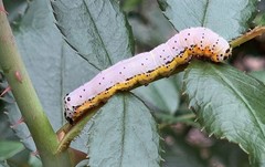 Pyrrhia exprimens