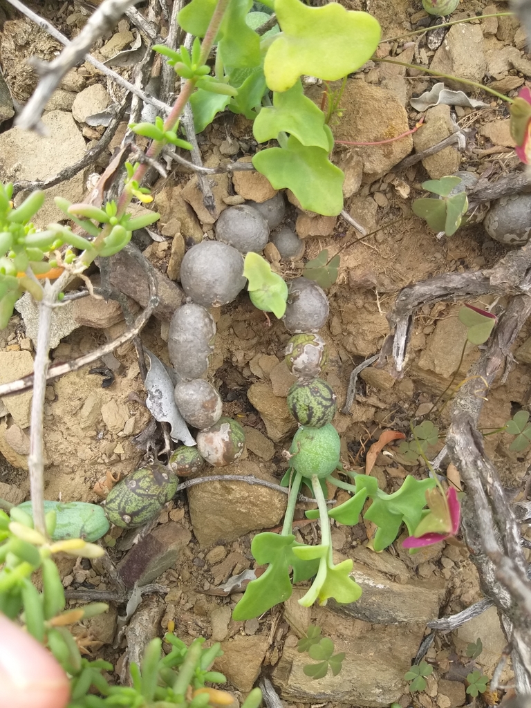 Curio articulatus var. globosus 3