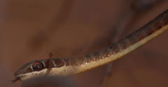 Psammophis subtaeniatus