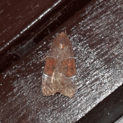 Hampsonodes mastoides