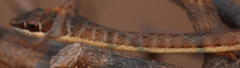 Psammophis subtaeniatus