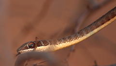 Psammophis subtaeniatus