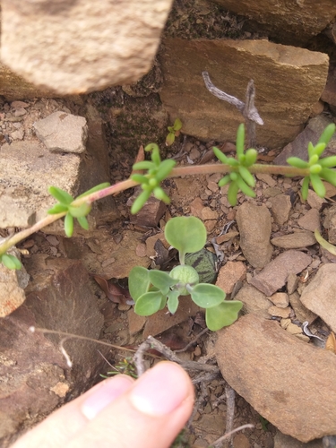 Image of Baculellum articulatum by no rights reserved