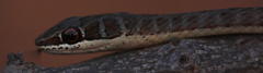 Psammophis subtaeniatus