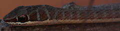 Psammophis subtaeniatus
