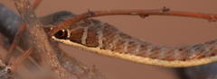 Psammophis subtaeniatus