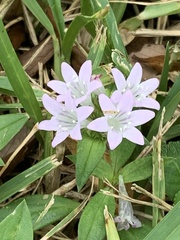 Richardia grandiflora