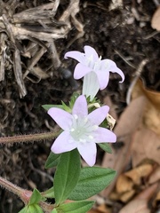 Richardia grandiflora