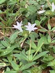 Richardia grandiflora