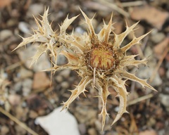 Carlina lanata