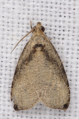 Olethreutes exoletum