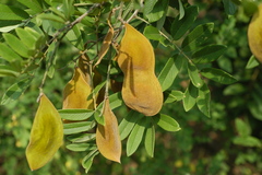 Lonchocarpus eriocarinalis