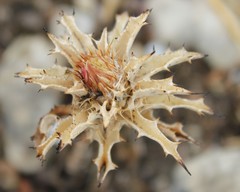 Carlina lanata