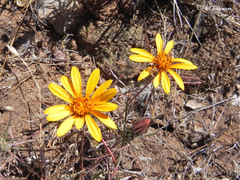 Chaetanthera chilensis