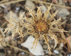 Carlina lanata
