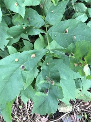 Phylloxera williamsi