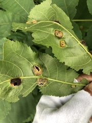 Phylloxera williamsi