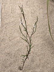 Polygonella articulata