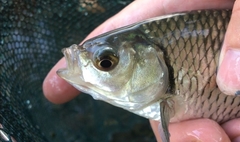 Scardinius hesperidicus