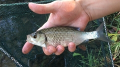 Scardinius hesperidicus