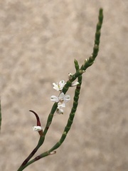 Polygonella articulata