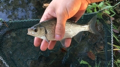Scardinius hesperidicus